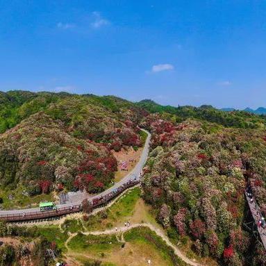 烟雨江湖杜鹃花位置速查！解锁绝美花海坐标攻略