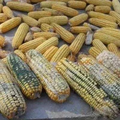 动物餐厅独家攻略：快速解锁发霉骨头，解锁秘籍大公开！