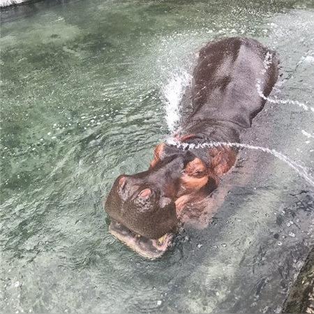 胡萝卜在动物餐厅有何妙用?解锁技巧大揭秘! 胡萝卜在动物餐厅有何妙用?解锁技巧大揭秘!