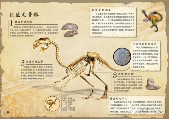 兽脚龙属性揭秘：化石博物馆独家图鉴攻略必看