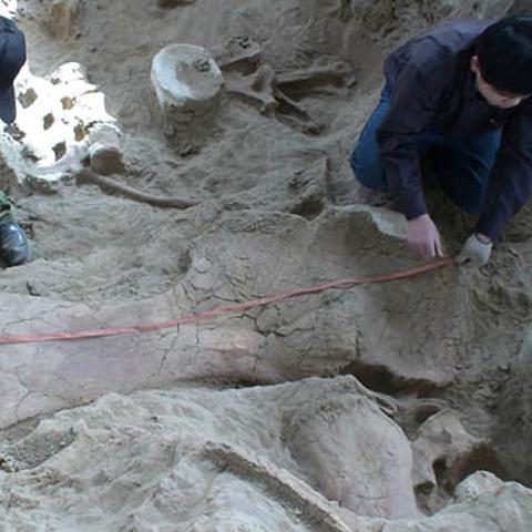 梁龙属性揭秘：化石博物馆独家图鉴，探索史前巨兽奥秘