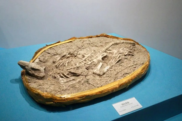 化石博物馆解锁秘籍：一招解锁隐藏化石攻略大揭秘