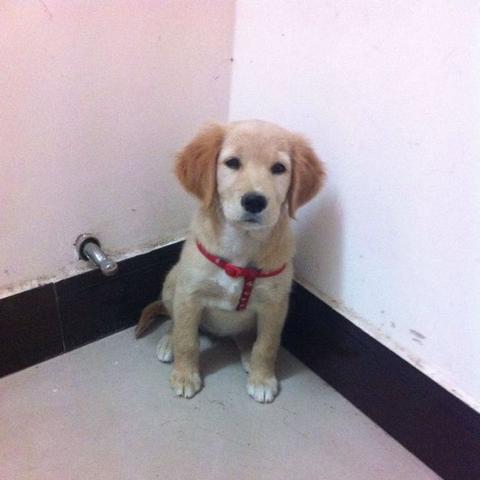 动物餐厅牙印拖鞋解锁秘籍：轻松掌握解锁攻略，解锁新玩法！