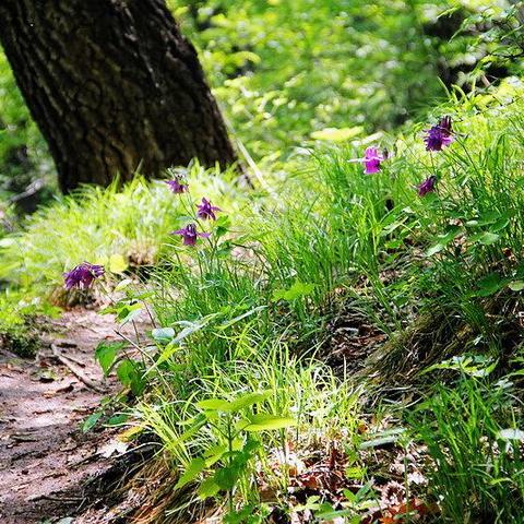 动物餐厅野花环攻略:快速获取与实用价值揭秘 动物餐厅野花环攻略:快速获取与实用价值揭秘