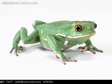 青蛙帽在动物餐厅有何妙用？快速攻略助你轻松解锁！