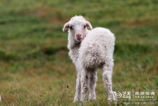 夏日必备！小羊剃毛技巧揭秘，树屋第3关通关攻略大放送