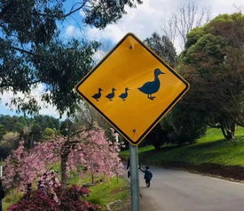 轻松破解!路痴小羊回家路标树屋第1关,独家攻略助你一臂之力 轻松破解!路痴小羊回家路标树屋第1关,独家攻略助你一臂之力