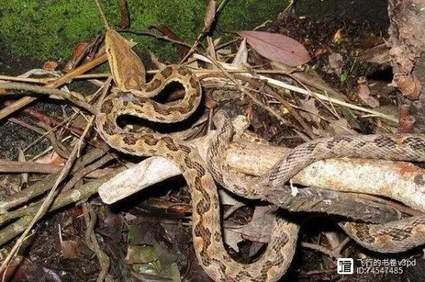 罗马尼亚高山捕蝮蛇攻略：揭秘高效捉蛇技巧，玩家必备！