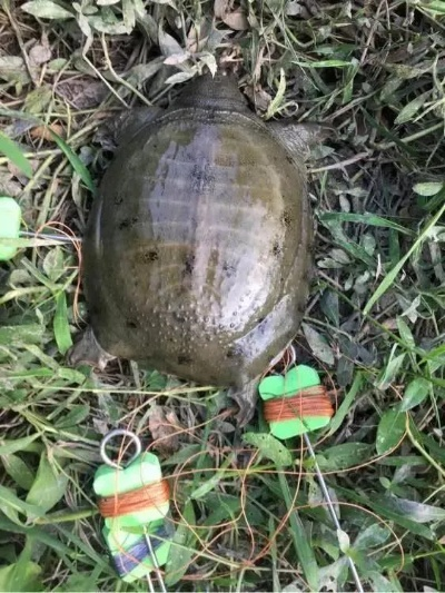 罗马尼亚高山捕甲鱼攻略：一网打尽，独家技巧揭秘