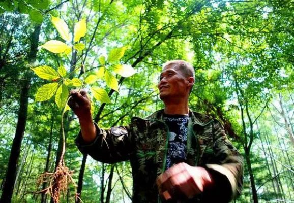 罗马尼亚高山人参藏匿攻略：荒野求生必备珍稀资源揭秘