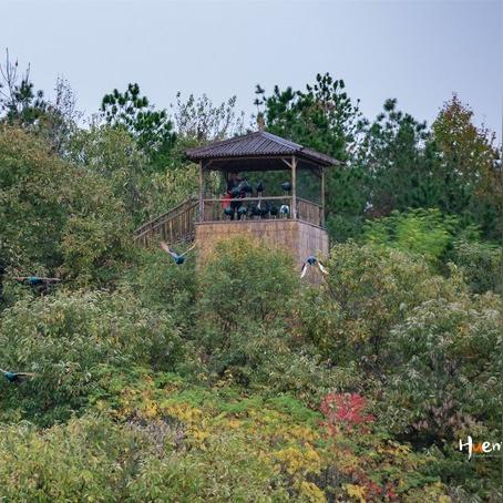 三国码头攻略：掌握高效打法，轻松征服敌军码头