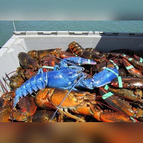 菲律宾海岛大龙虾捕捞攻略:揭秘高效捕捞技巧! 菲律宾海岛大龙虾捕捞攻略:揭秘高效捕捞技巧!