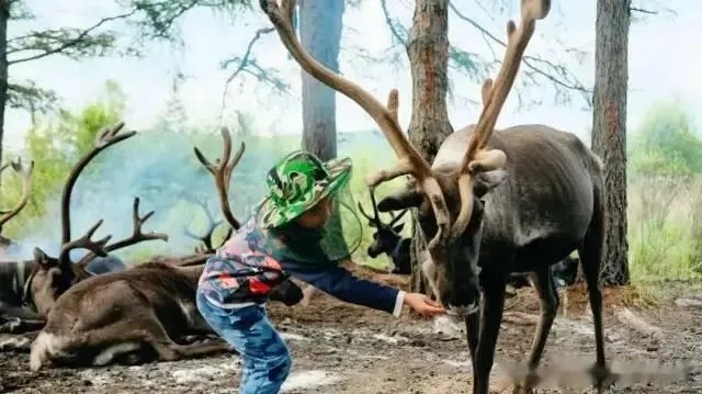 泰国丛林狩猎攻略:揭秘高效捕捉野鹿技巧 泰国丛林狩猎攻略:揭秘高效捕捉野鹿技巧