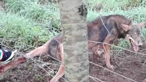 泰国丛林求生攻略：高效杀狼技巧与遇狼应对策略揭秘