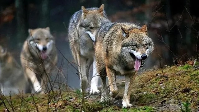 泰国丛林狼刷新位置揭秘:掌握绝密生存技巧 泰国丛林狼刷新位置揭秘:掌握绝密生存技巧