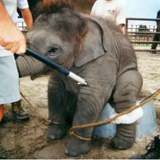 《挨饿荒野》泰国丛林生存攻略:食物资源分布全解析,掌握生存技巧 《挨饿荒野》泰国丛林生存攻略:食物资源分布全解析,掌握生存技巧