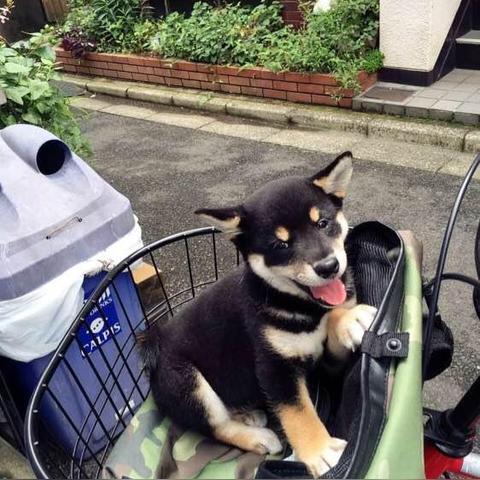 解锁动物餐厅柴犬婚礼订单:揭秘独特触发攻略,轻松解锁新体验 解锁动物餐厅柴犬婚礼订单:揭秘独特触发攻略,轻松解锁新体验