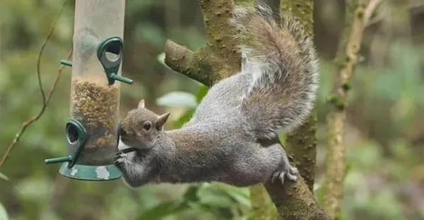 帕劳群岛猎杀松鼠攻略：高效捕获技巧揭秘