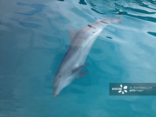 帕劳群岛生存攻略：独家揭秘高效捕鲨技巧