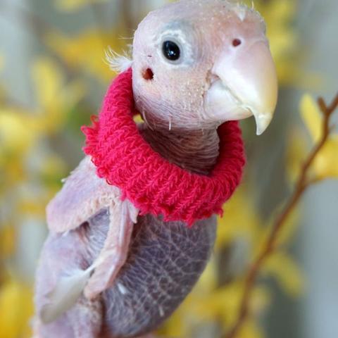 动物餐厅烤架解锁技巧揭秘！高效经营攻略必看