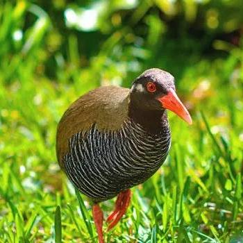 动物餐厅纪念物兑换码揭秘!解锁隐藏纪念物攻略大公开 动物餐厅纪念物兑换码揭秘!解锁隐藏纪念物攻略大公开