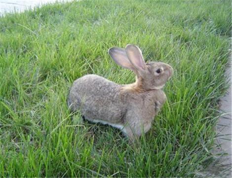 解锁动物餐厅兔子帽子攻略:必备条件揭秘,轻松获得技巧分享 解锁动物餐厅兔子帽子攻略:必备条件揭秘,轻松获得技巧分享