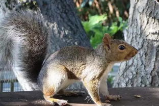 解锁动物餐厅野餐垂耳兔玩偶攻略及实用技巧揭秘