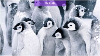 动物餐厅粉刷匠企鹅玩偶解锁攻略：独家获取技巧揭秘