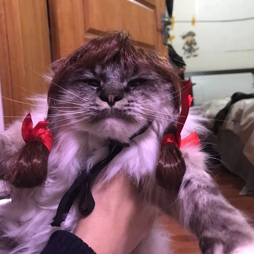 动物餐厅揭秘：辫子帽子解锁攻略，独门配方大公开