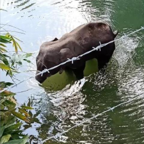 动物餐厅鞭炮装饰获取攻略：解锁条件揭秘，轻松解锁新装饰！