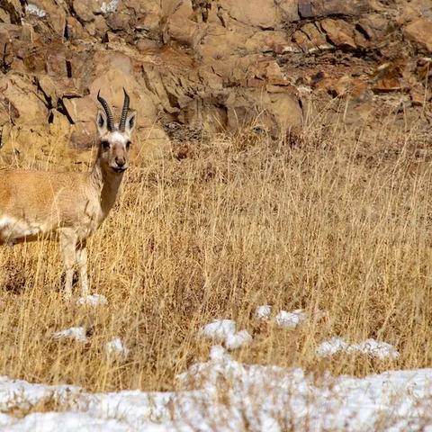 动物餐厅留言板解锁攻略:揭秘高效获得方法 动物餐厅留言板解锁攻略:揭秘高效获得方法