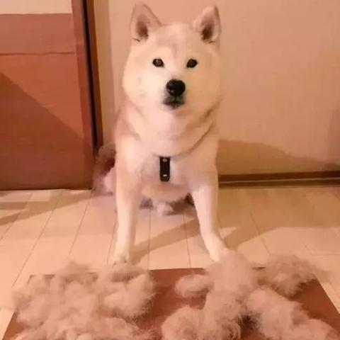 解锁动物餐厅柴犬帽子攻略：实用技巧大揭秘