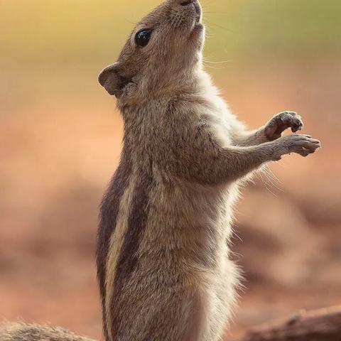 动物餐厅独家攻略：解锁胶卷纪念物技巧及实用价值揭秘