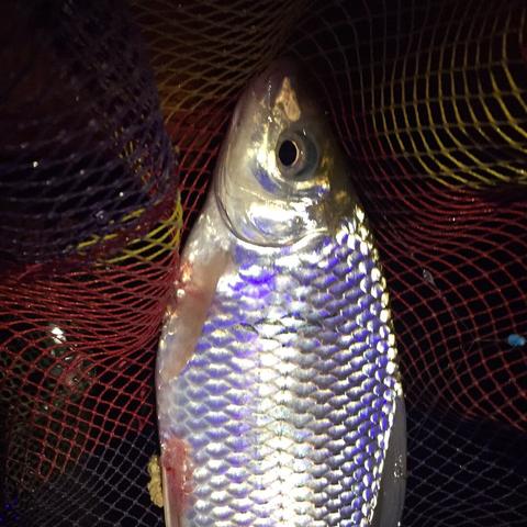 江湖巳正事件攻略：轻松触发完成，解锁新境界