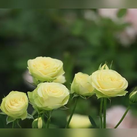 脑洞大挑战104关攻略：樱桃冰淇淋通关秘籍，轻松解锁新技能