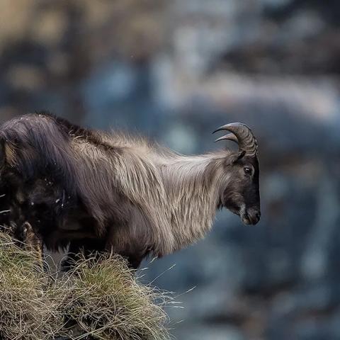 解锁新西兰手账新篇章！揭秘动物餐厅独特解锁秘籍