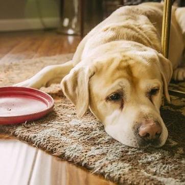 盘点热门狗游戏，揭秘最受欢迎的狗狗题材游戏推荐