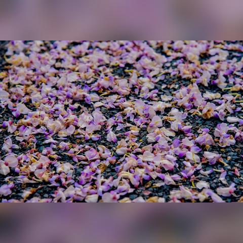 烟雨江湖幻境路线攻略：高效通关技巧揭秘必看