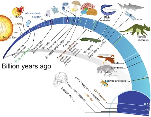 生命简史加速攻略：揭秘生物舱高效加速秘籍
