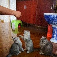 猫游戏盘点：揭秘十大经典猫游戏，玩家必玩排行榜！