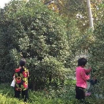 古代人生桂花糖偷糖选择攻略:揭秘最佳策略,轻松解锁甜蜜结局 古代人生桂花糖偷糖选择攻略:揭秘最佳策略,轻松解锁甜蜜结局