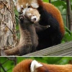 达猫小分队影缝新角色深度解析：影缝属性全揭秘，游戏攻略必备！