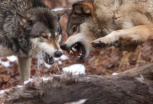 荒野求生必备！掌握杀狼绝技，解锁生存新境界
