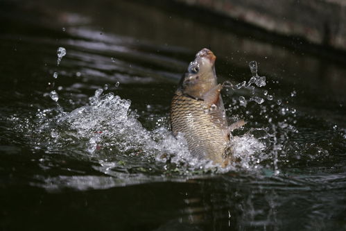 手工星球垂钓攻略：掌握高效钓鱼技巧，轻松捕获珍稀鱼获