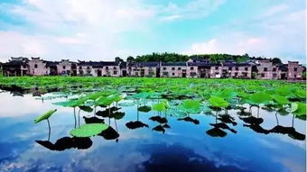 烟雨江湖荷花村位置揭秘:探索通力合作村落的独特魅力 烟雨江湖荷花村位置揭秘:探索通力合作村落的独特魅力