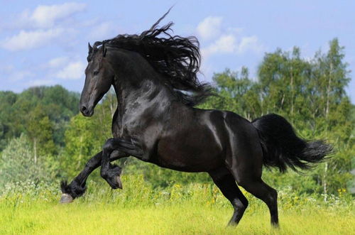 十大精选马匹游戏盘点：揭秘最热门的趣味马战佳作