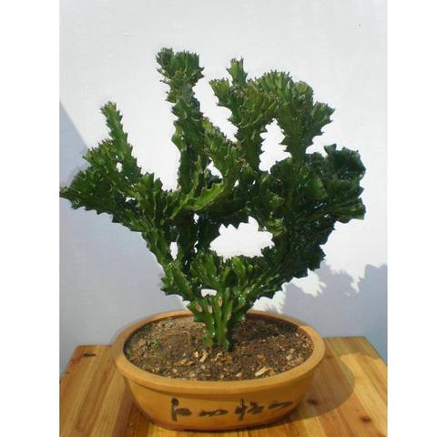 热门养成游戏盘点:揭秘哪些游戏最吸引玩家,打造最佳游戏体验 热门养成游戏盘点:揭秘哪些游戏最吸引玩家,打造最佳游戏体验