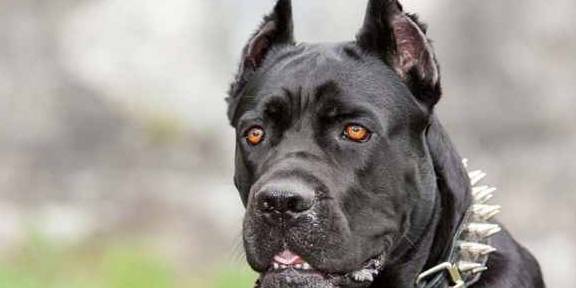 恶魔秘境骨犬流凹分攻略,解锁高效通关秘籍! 恶魔秘境骨犬流凹分攻略,解锁高效通关秘籍!