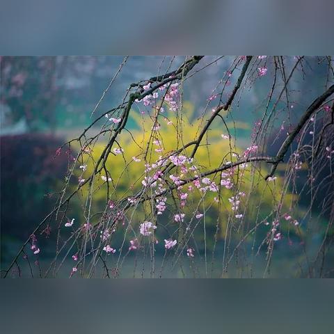 烟雨江湖独家秘籍：落英拳法获取攻略与属性解析揭秘