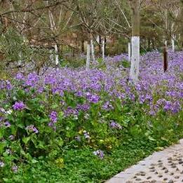 烟雨江湖七星剑法获取攻略:独家揭秘出处与招式属性详解 烟雨江湖七星剑法获取攻略:独家揭秘出处与招式属性详解
